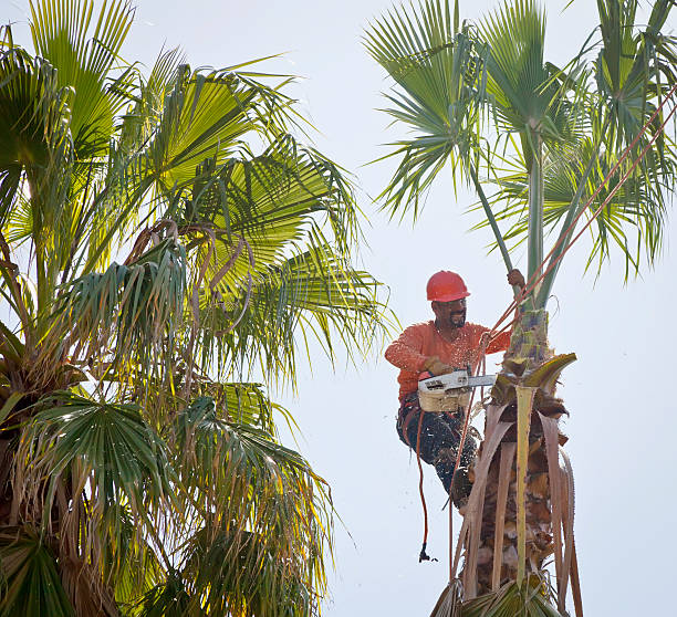 The Steps Involved in Our Tree Care Process in Springfield, VA